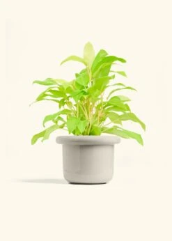 Philodendron 'Neon', Medium -Home Living Store PHILO NEON 6 FATLIP OAT 6 bckgrnd cream