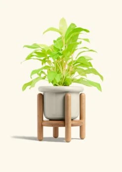 Philodendron 'Neon', Medium -Home Living Store PHILO NEON 6 FATLIP OAT STAND 6 bckgrnd cream