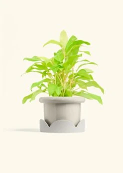 Philodendron 'Neon', Medium -Home Living Store PHILO NEON 6 FATLIP OAT TRAY BEIGE 6 bckgrnd cream