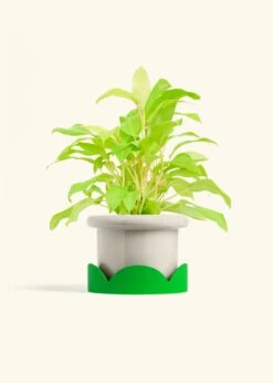 Philodendron 'Neon', Medium -Home Living Store PHILO NEON 6 FATLIP OAT TRAY GREEN 6 bckgrnd cream