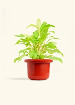 Philodendron 'Neon', Medium -Home Living Store PHILO NEON 6 FATLIP RED 6 bckgrnd cream