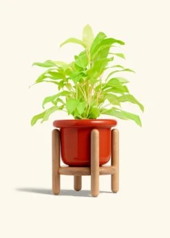 Philodendron 'Neon', Medium -Home Living Store PHILO NEON 6 FATLIP RED STAND 6 bckgrnd cream