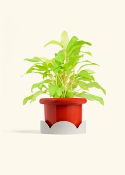 Philodendron 'Neon', Medium -Home Living Store PHILO NEON 6 FATLIP RED TRAY BEIGE 6 bckgrnd cream