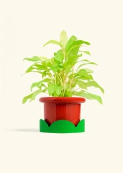 Philodendron 'Neon', Medium -Home Living Store PHILO NEON 6 FATLIP RED TRAY GREEN 6 bckgrnd cream