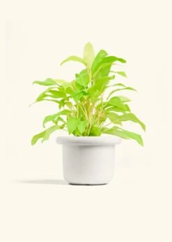 Philodendron 'Neon', Medium -Home Living Store PHILO NEON 6 FATLIP WHITE 6 bckgrnd cream
