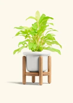 Philodendron 'Neon', Medium -Home Living Store PHILO NEON 6 FATLIP WHITE STAND 6 bckgrnd cream