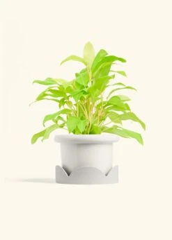 Philodendron 'Neon', Medium -Home Living Store PHILO NEON 6 FATLIP WHITE TRAY BEIGE 6 bckgrnd cream