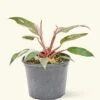 Philodendron 'Pink Princess', Medium -Home Living Store PHILO PINKPRINCESS 6 1 6fbebdbf 72f6 47f0 ad15 d3d790aba0ba