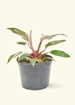 Philodendron 'Pink Princess', Medium