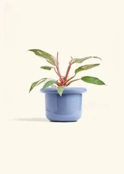 Philodendron 'Pink Princess', Medium -Home Living Store PHILO PINKPRINCESS 6 FATLIP BLUE 6 bckgrnd cream