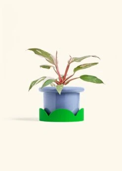 Philodendron 'Pink Princess', Medium -Home Living Store PHILO PINKPRINCESS 6 FATLIP BLUE TRAY GREEN 6 bckgrnd cream