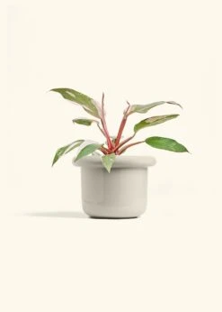 Philodendron 'Pink Princess', Medium -Home Living Store PHILO PINKPRINCESS 6 FATLIP OAT 6 bckgrnd cream