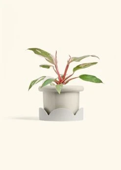 Philodendron 'Pink Princess', Medium -Home Living Store PHILO PINKPRINCESS 6 FATLIP OAT TRAY BEIGE 6 bckgrnd cream