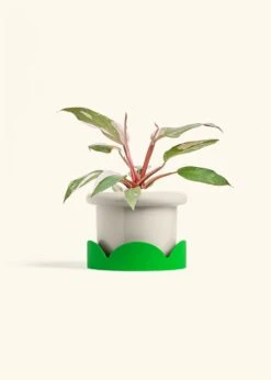 Philodendron 'Pink Princess', Medium -Home Living Store PHILO PINKPRINCESS 6 FATLIP OAT TRAY GREEN 6 bckgrnd cream