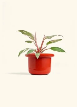 Philodendron 'Pink Princess', Medium -Home Living Store PHILO PINKPRINCESS 6 FATLIP RED 6 bckgrnd cream