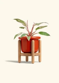 Philodendron 'Pink Princess', Medium -Home Living Store PHILO PINKPRINCESS 6 FATLIP RED STAND 6 bckgrnd cream