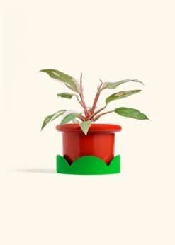 Philodendron 'Pink Princess', Medium -Home Living Store PHILO PINKPRINCESS 6 FATLIP RED TRAY GREEN 6 bckgrnd cream 4e26d73d 15b3 4bbe baa3 1c5937dc1dbd