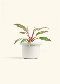 Philodendron 'Pink Princess', Medium -Home Living Store PHILO PINKPRINCESS 6 FATLIP WHITE 6 bckgrnd cream