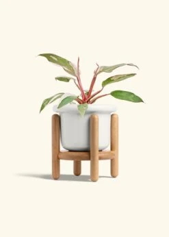 Philodendron 'Pink Princess', Medium -Home Living Store PHILO PINKPRINCESS 6 FATLIP WHITE STAND 6 bckgrnd cream