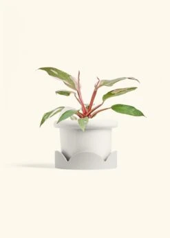 Philodendron 'Pink Princess', Medium -Home Living Store PHILO PINKPRINCESS 6 FATLIP WHITE TRAY BEIGE 6 bckgrnd cream