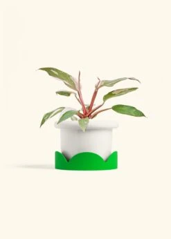 Philodendron 'Pink Princess', Medium -Home Living Store PHILO PINKPRINCESS 6 FATLIP WHITE TRAY GREEN 6 bckgrnd cream