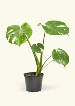 Monstera 'Thai Constellation', Medium
