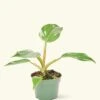 Philodendron 'White Princess', Small