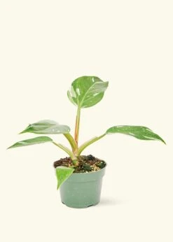 Philodendron 'White Princess', Small
