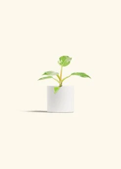 Philodendron 'White Princess', Small -Home Living Store PHILO WHITEPRINCESS 4 CLASSIC WHITE 4 bckgrnd cream