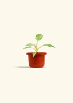 Philodendron 'White Princess', Small -Home Living Store PHILO WHITEPRINCESS 4 FATLIP RED 4 bckgrnd cream