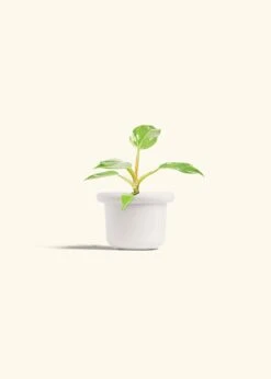 Philodendron 'White Princess', Small -Home Living Store PHILO WHITEPRINCESS 4 FATLIP WHITE 4 bckgrnd cream