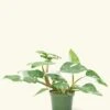 Philodendron 'White Princess', Medium