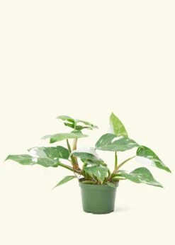 Philodendron 'White Princess', Medium