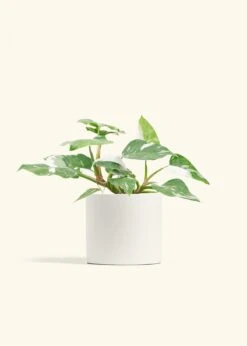 Philodendron 'White Princess', Medium -Home Living Store PHILO WHITEPRINCESS 6 CLASSIC WHITE 6 bckgrnd cream 0f412582 d3b1 4a4e 9d9e 8fd338172bf4