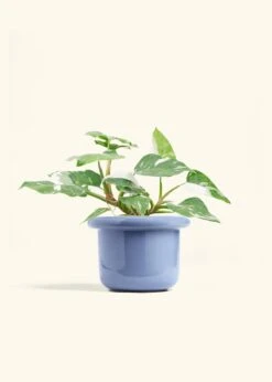 Philodendron 'White Princess', Medium -Home Living Store PHILO WHITEPRINCESS 6 FATLIP BLUE 6 bckgrnd cream ee9b8369 e9d7 41c3 814b 5746bd440754