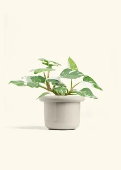 Philodendron 'White Princess', Medium -Home Living Store PHILO WHITEPRINCESS 6 FATLIP OAT 6 bckgrnd cream 299b4f1d 5814 4822 939d 3e4246222a85