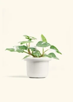 Philodendron 'White Princess', Medium -Home Living Store PHILO WHITEPRINCESS 6 FATLIP WHITE 6 bckgrnd cream d6762a0f 353f 422b bc4c 9aabb6b1aff8
