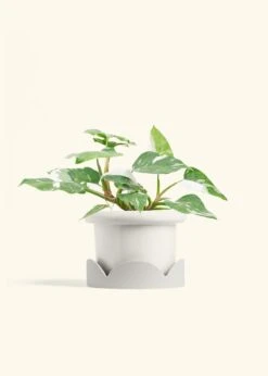 Philodendron 'White Princess', Medium -Home Living Store PHILO WHITEPRINCESS 6 FATLIP WHITE TRAY BEIGE 6 bckgrnd cream 4c281bd3 27fe 440d 90bd 2b552ed121c6