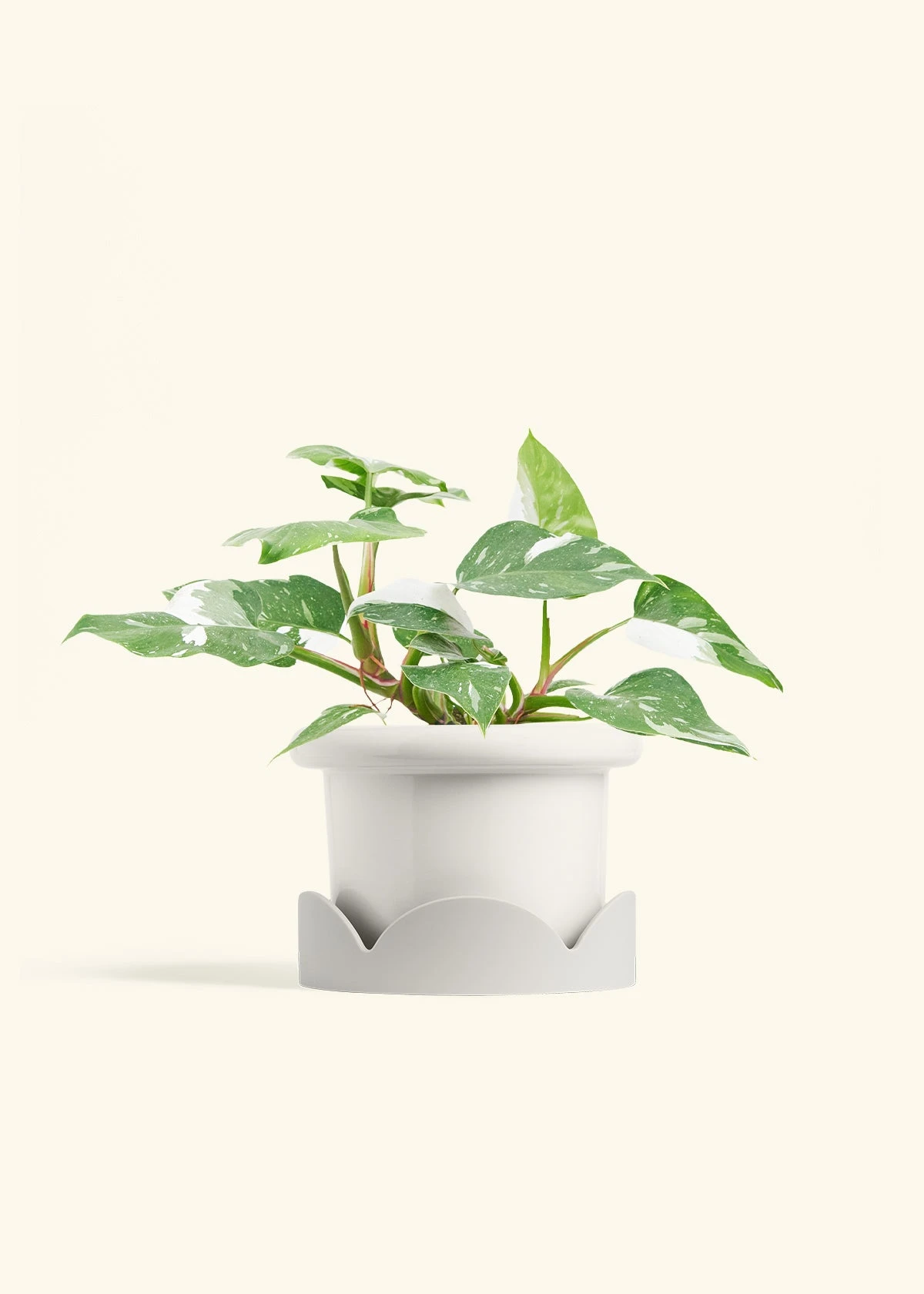 Philodendron 'White Princess', Medium - Image 5