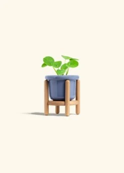 Chinese Money Plant, Small -Home Living Store PILEA PEPEROMIOIDES 4 FATLIP BLUE STAND 4 bckgrnd cream