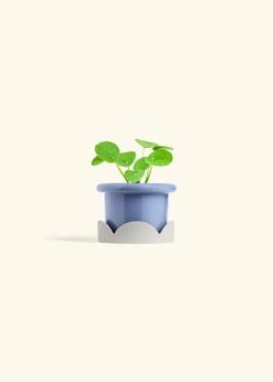 Chinese Money Plant, Small -Home Living Store PILEA PEPEROMIOIDES 4 FATLIP BLUE TRAY BEIGE 4 bckgrnd cream