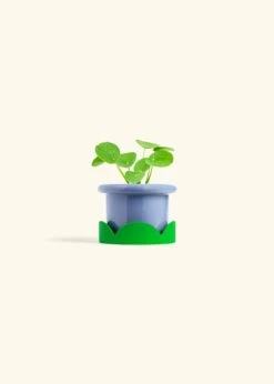 Chinese Money Plant, Small -Home Living Store PILEA PEPEROMIOIDES 4 FATLIP BLUE TRAY GREEN 4 bckgrnd cream