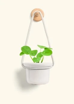 Chinese Money Plant, Small -Home Living Store PILEA PEPEROMIOIDES 4 FATLIP OAT 4 ROP RTD CREAM 4 bckgrnd cream