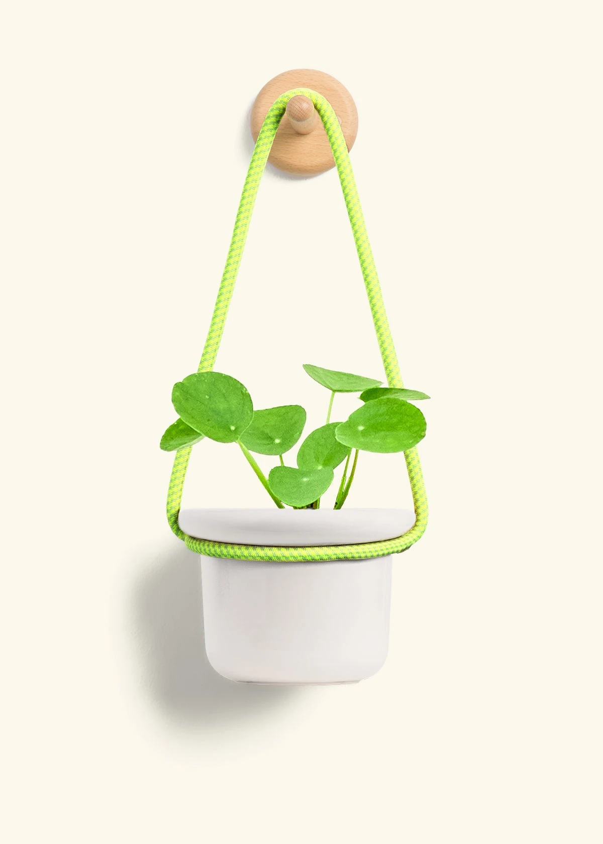 Chinese Money Plant, Small - Image 12