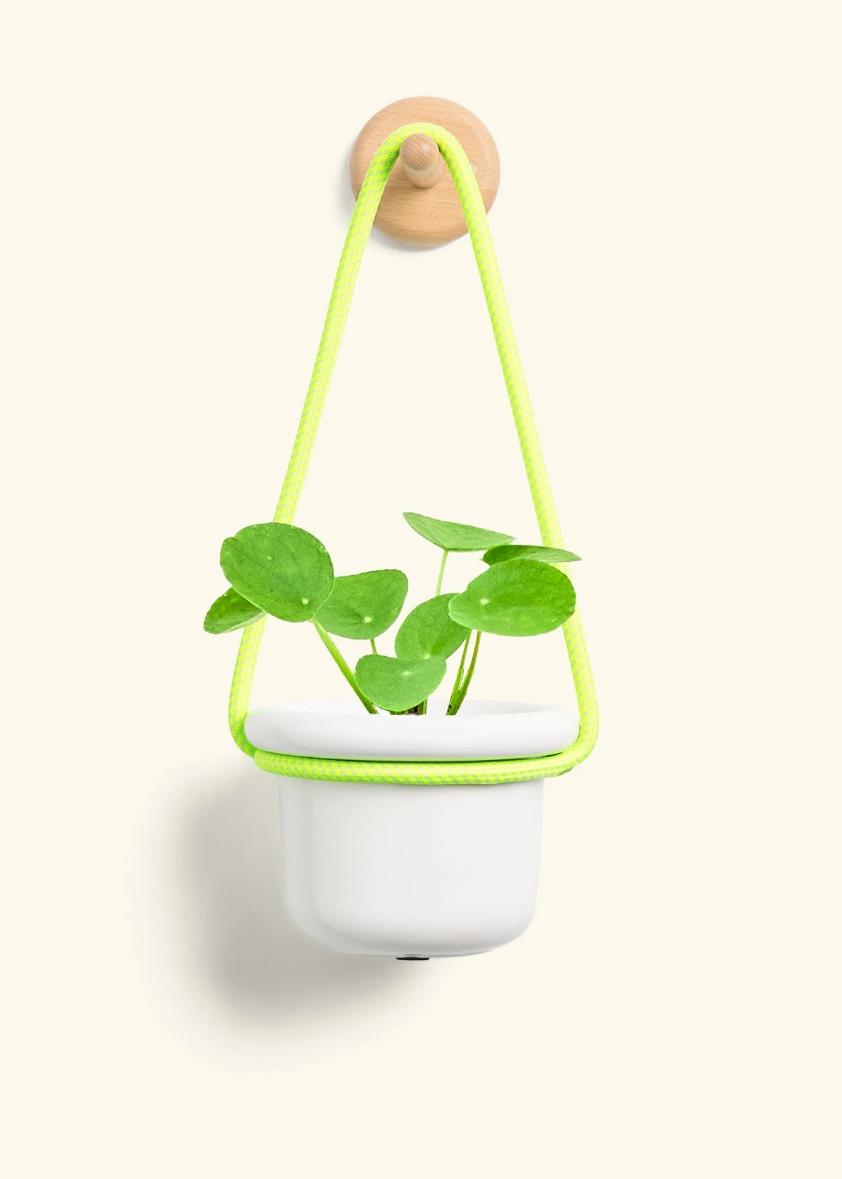 Chinese Money Plant, Small - Image 6