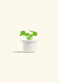 Chinese Money Plant, Small -Home Living Store PILEA PEPEROMIOIDES 4 FATLIP WHITE 4 bckgrnd cream