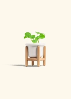Chinese Money Plant, Small -Home Living Store PILEA PEPEROMIOIDES 4 FATLIP WHITE STAND 4 bckgrnd cream