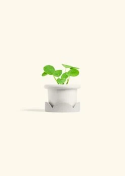 Chinese Money Plant, Small -Home Living Store PILEA PEPEROMIOIDES 4 FATLIP WHITE TRAY BEIGE 4 bckgrnd cream