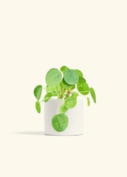 Chinese Money Plant, Medium -Home Living Store PILEA PEPEROMOIDES 6 CLASSIC WHITE 6 bckgrnd cream