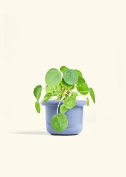 Chinese Money Plant, Medium -Home Living Store PILEA PEPEROMOIDES 6 FATLIP BLUE 6 bckgrnd cream